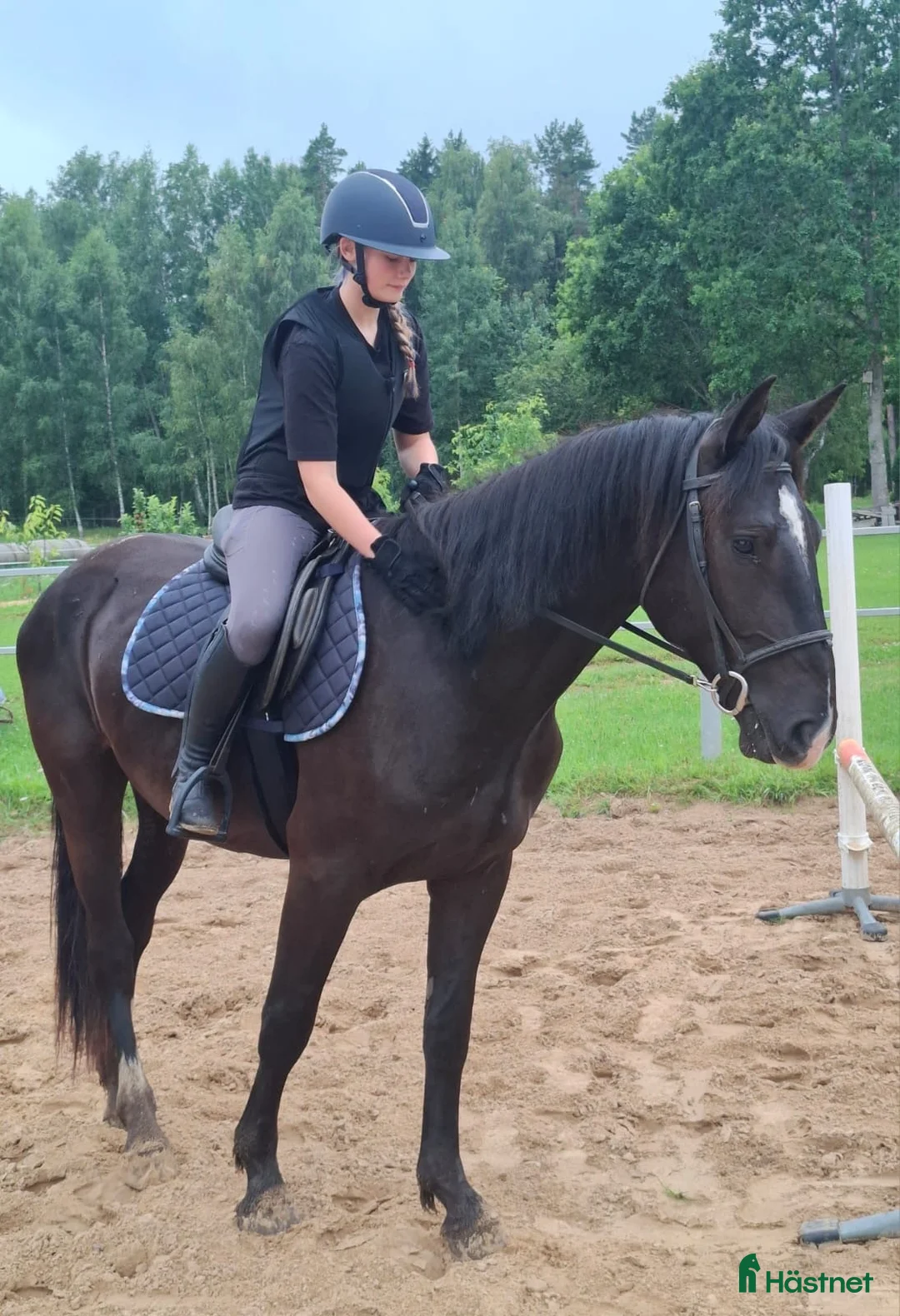 Allround hästar till salu: For sale Latvian Warmblood gelding  i Märsta - Annons 2