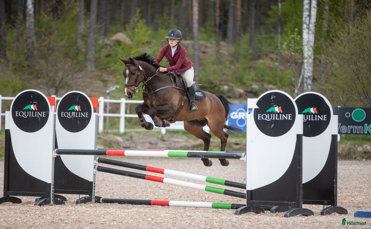  hästar i Karlstad - Annons 15