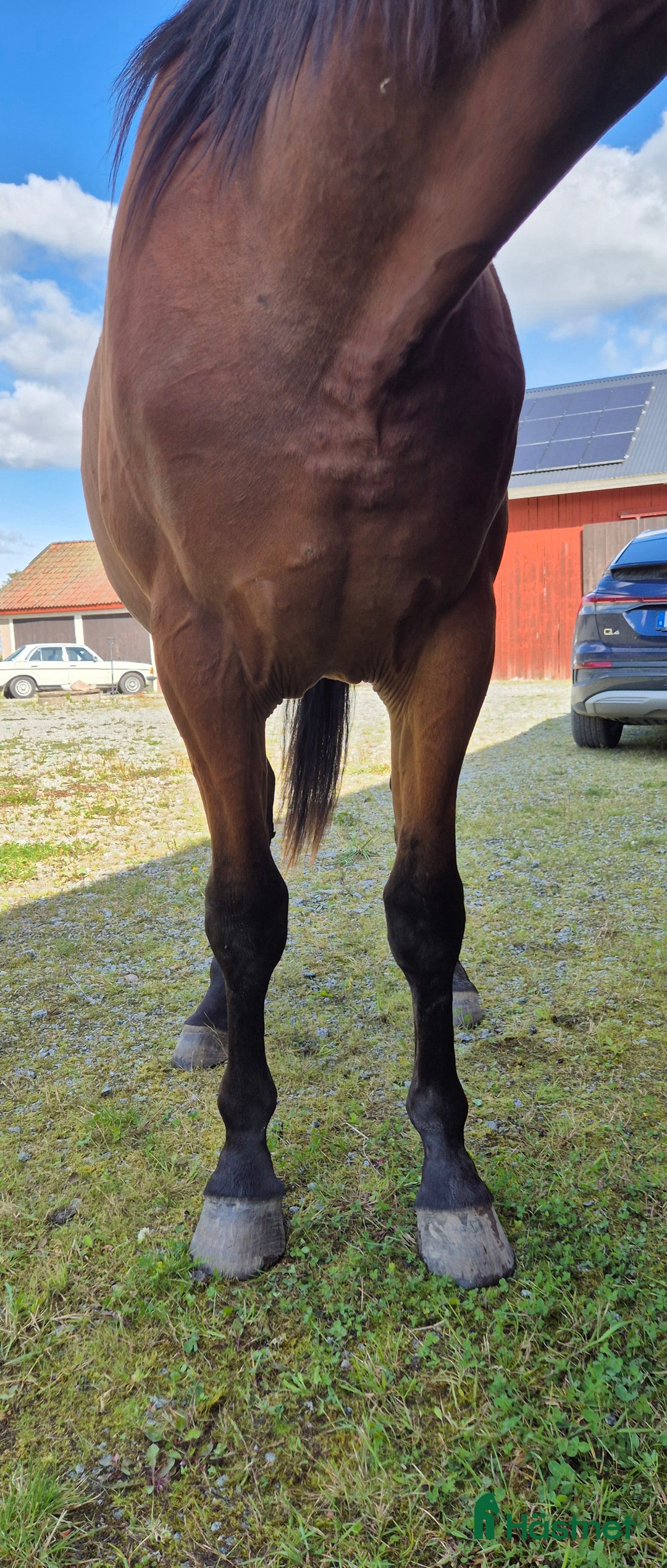 Trav hästar till salu: 2 åring  i Sala - Annons 3