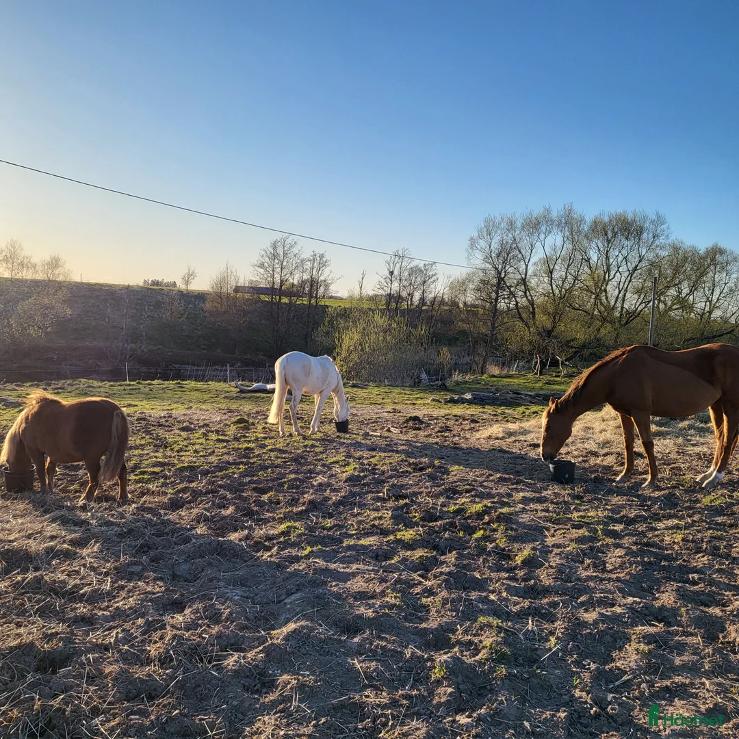  stallplats finnes: Lösdrifts- & boxplatser! - Annons 4