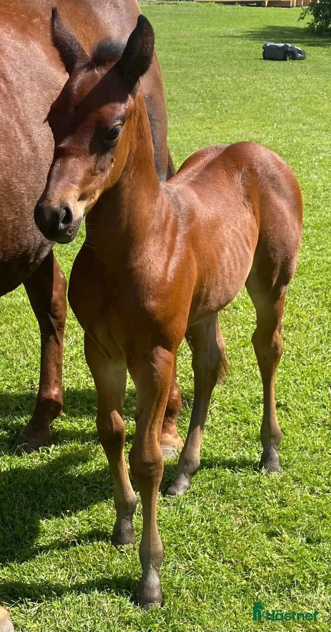 Western hästar till salu: DC Boom Be Great i Sävsjö - Annons 7