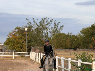 Allround hästar sökes: Söker du långvarig helfodervärd? Kolla hit! i Tollered - Annons 1