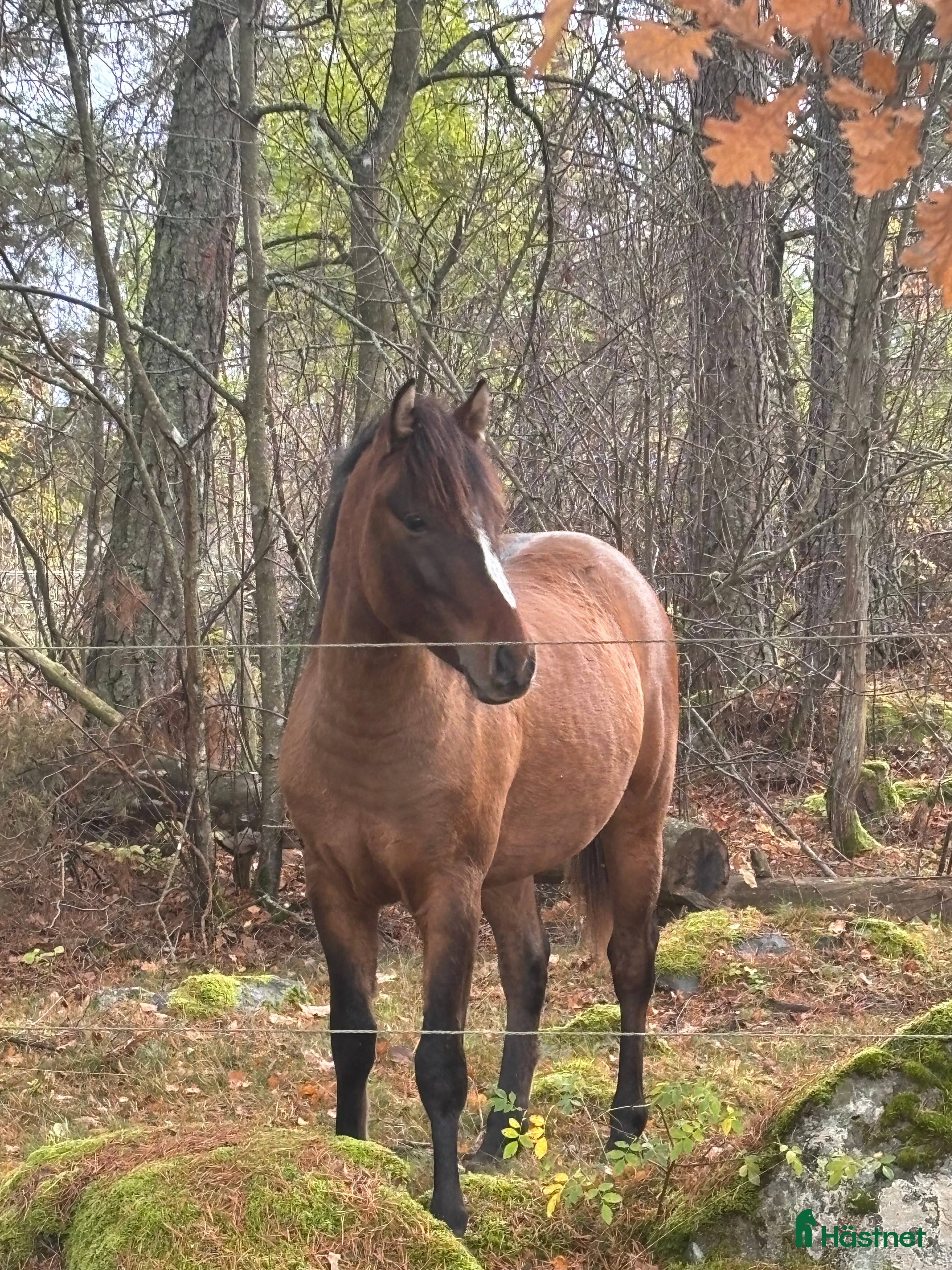 Hoppning hästar till salu: Lovande , charmig ponny i Köping - Annons 1