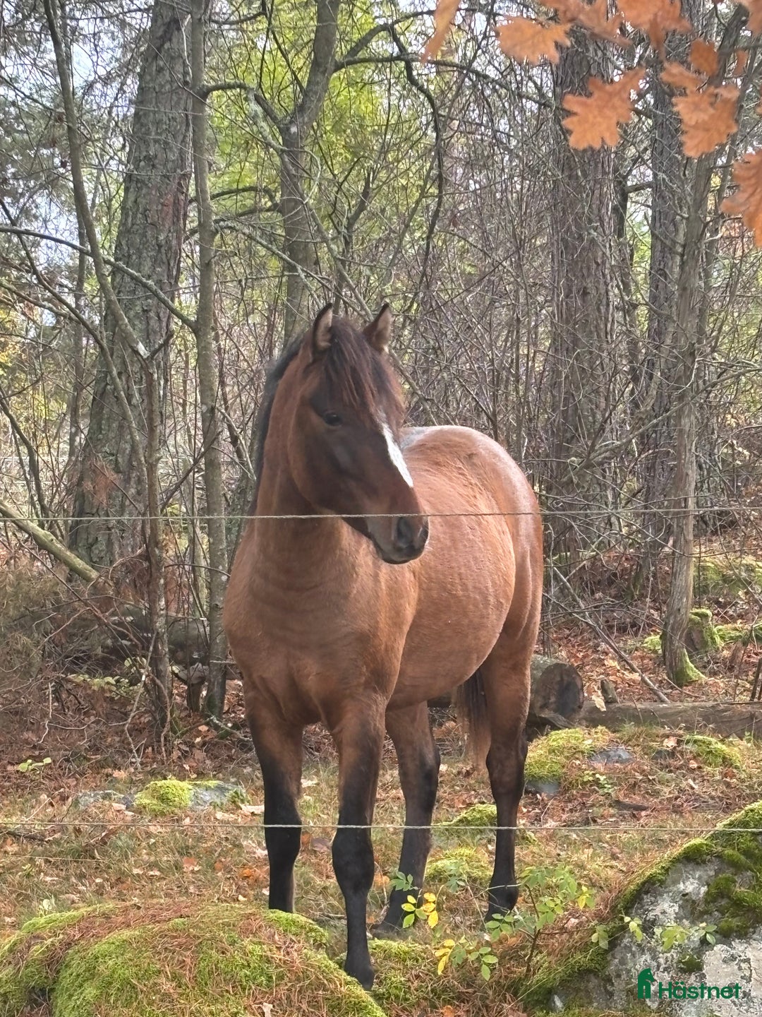 Hoppning hästar till salu: Lovande , charmig ponny i Köping - Annons 1