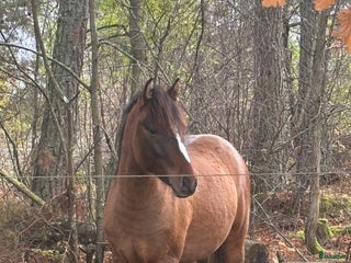 hästar Lovande , charmig ponny i Köping - Annons 8