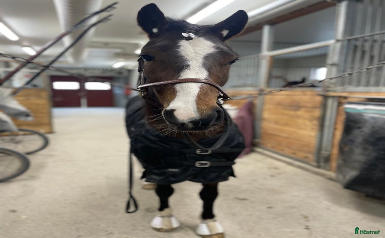  hästar i Gävle - Annons 4