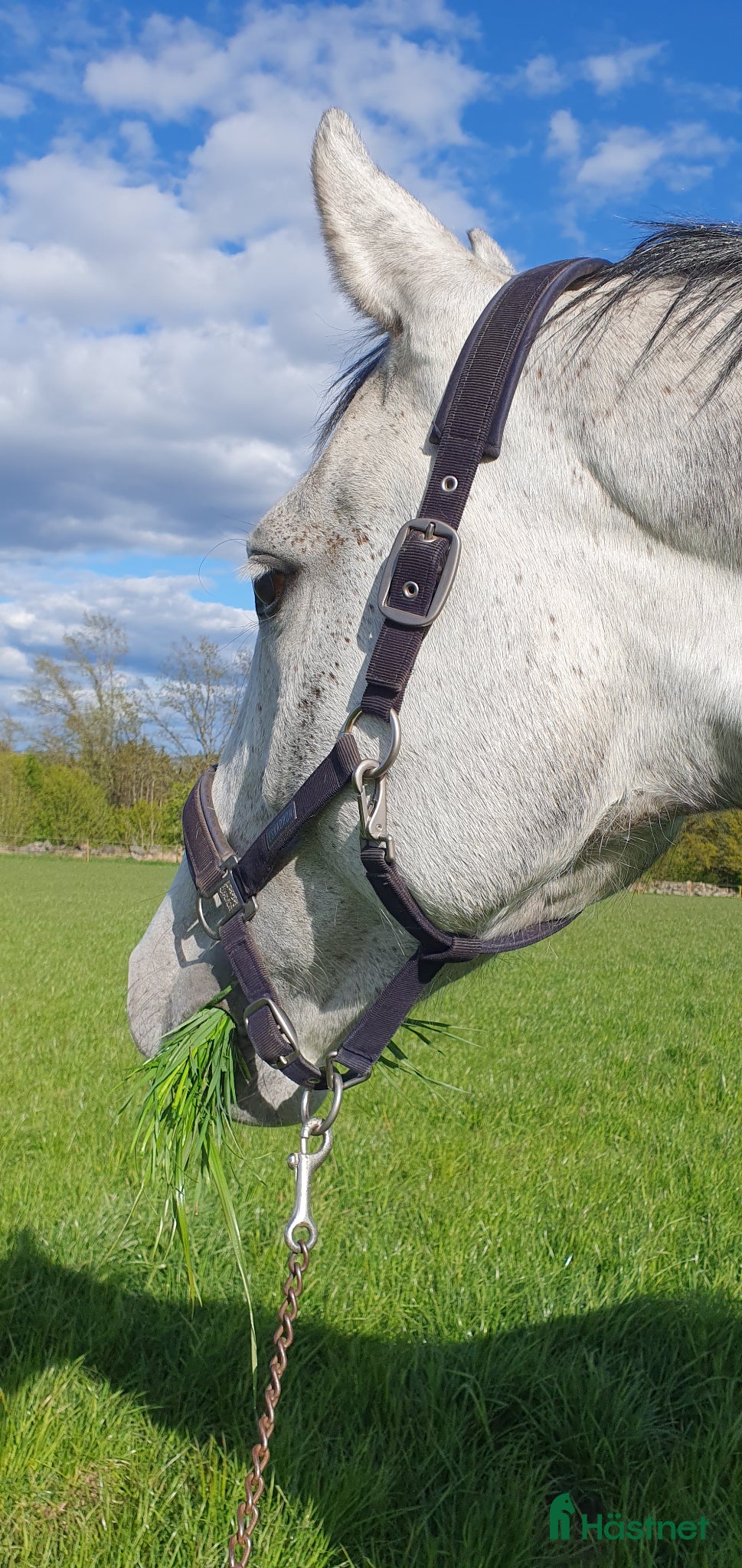  stallplats Ledig stallplats i Ulricehamn  - Annons 9