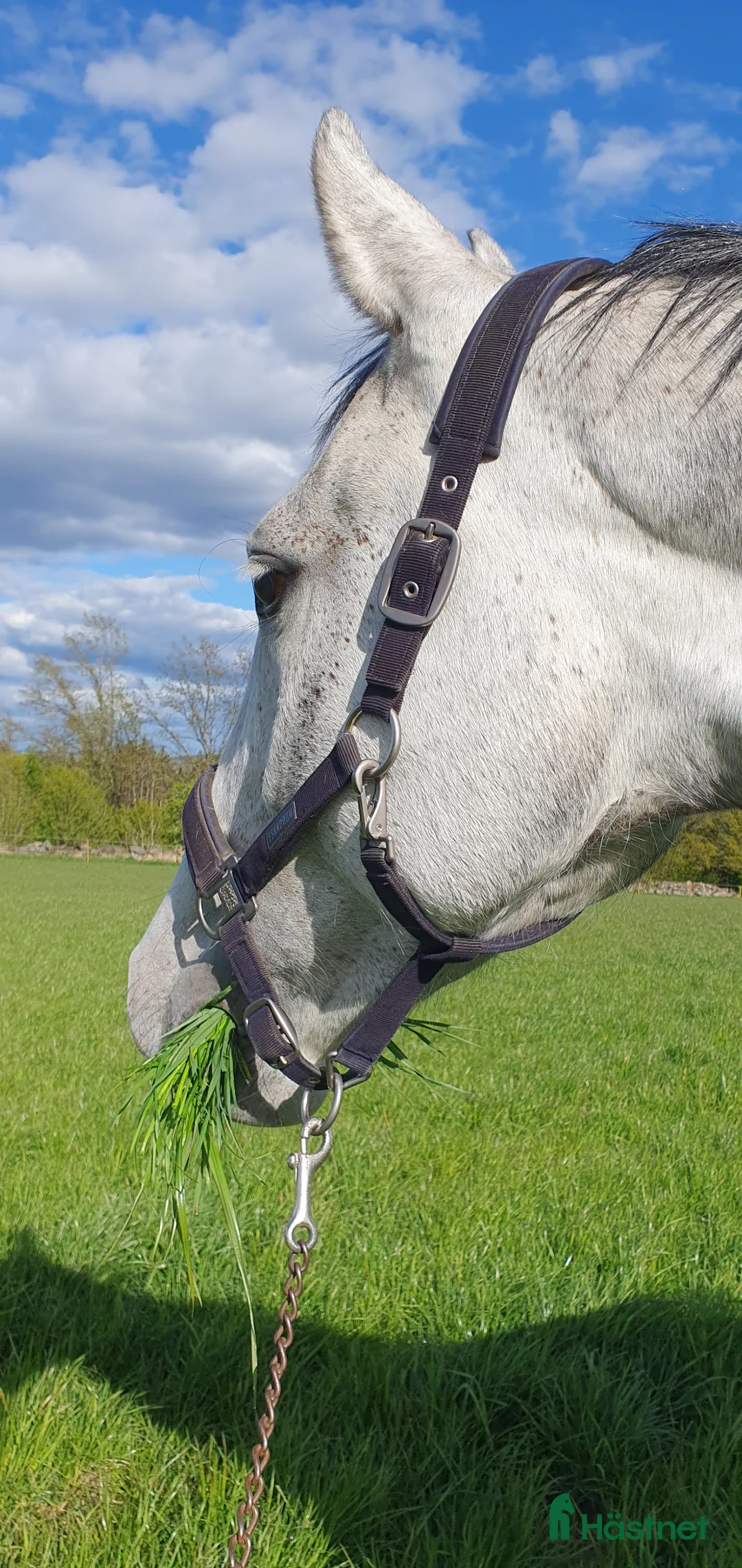  stallplats finnes: Ledig stallplats i Ulricehamn  - Annons 1