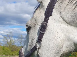 stallplats Ledig stallplats i Ulricehamn - Annons 2