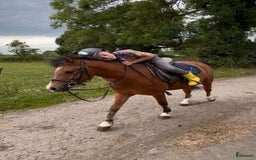 Hoppning hästar till salu: Selection of Irish ponies i Ljungby - Annons 6