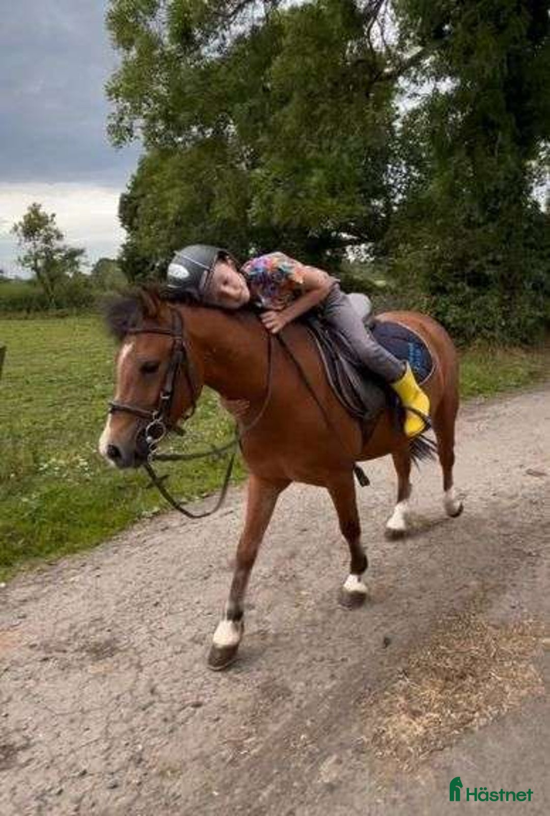 Hoppning hästar till salu: Selection of Irish ponies i Ljungby - Annons 6