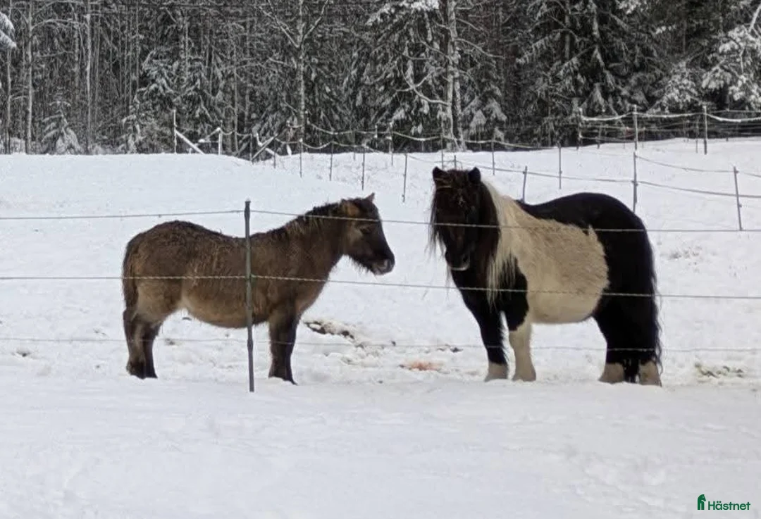 Allround hästar till salu: Härlig kille. i Edsbyn - Annons 1