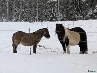 hästar Härlig kille. i Edsbyn - Annons 1