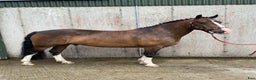 Hoppning hästar till salu: Welsh gelding 140cm i Ljungby - Annons 12
