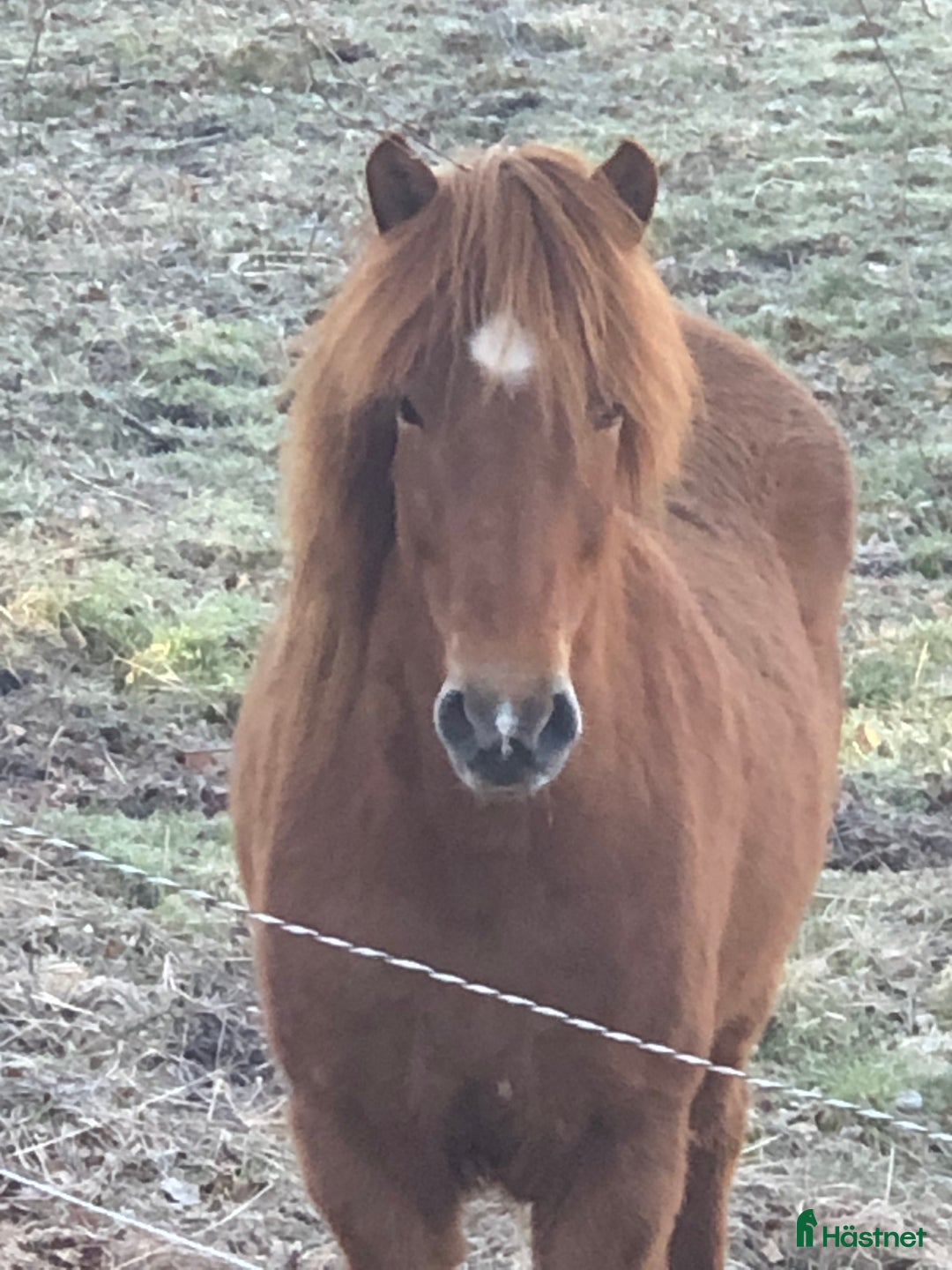 Island hästar till salu: Vackert islandssto i Täby - Annons 16