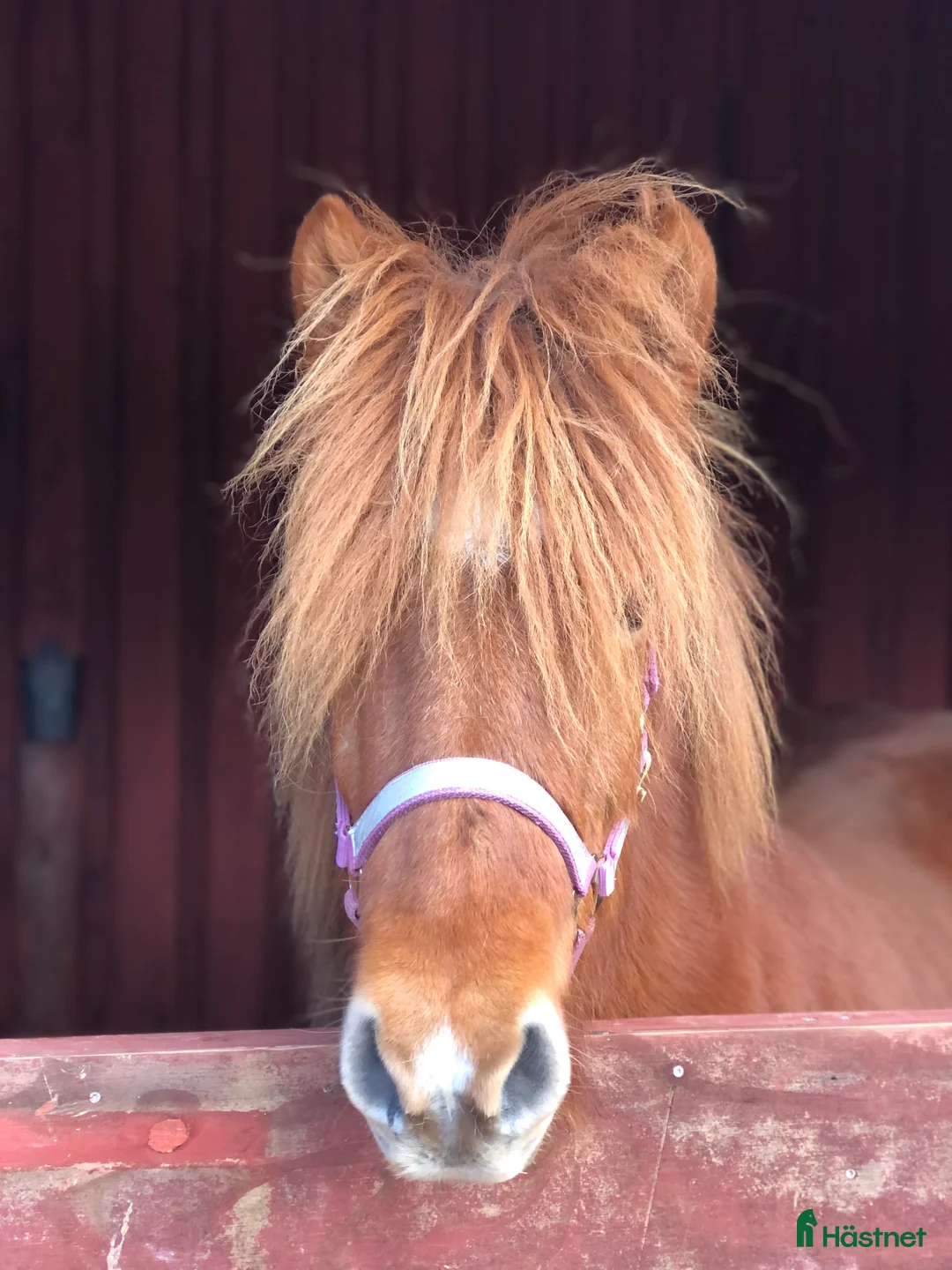 Island hästar till salu: Vackert islandssto i Täby - Annons 17