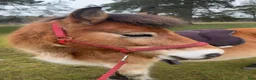 Allround hästar till salu: Barnvänligt gotlandsruss  - Annons 5