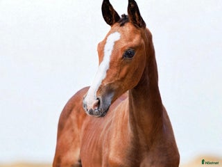 hästar Ett föl för framtiden i Ambjörnarp - Annons 1