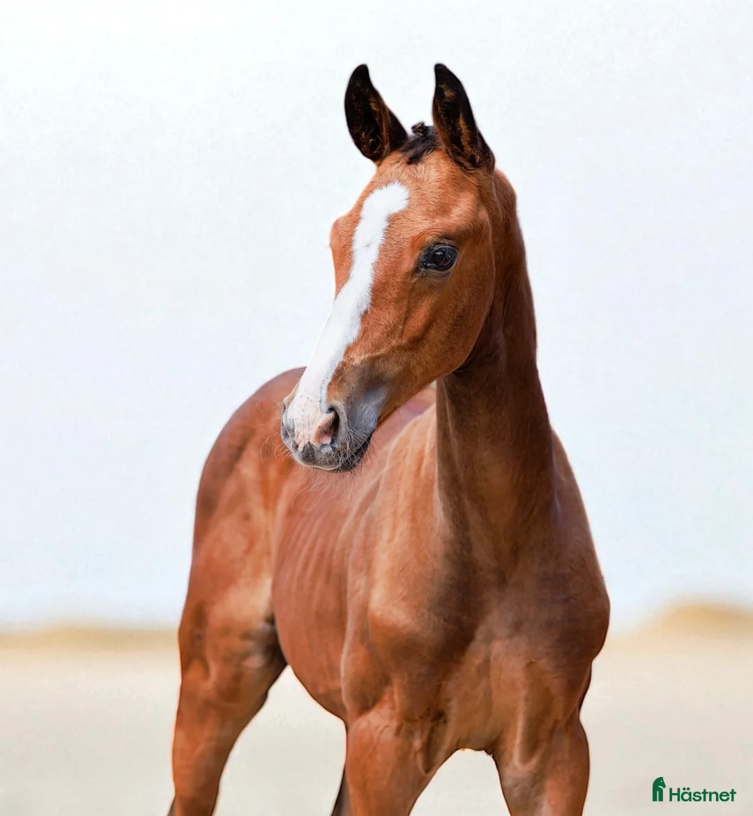 Hoppning hästar till salu: Ett föl för framtiden  i Ambjörnarp - Annons 1