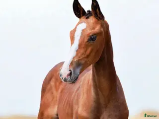 hästar Ett föl för framtiden i Ambjörnarp - Annons 6