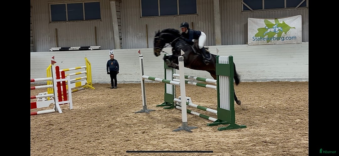 Hoppning hästar till salu: Fantastisk hoppe med mye ubrukt potensiale  i Gjerdrum - Annons 3