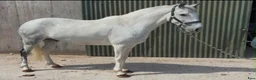 Allround hästar till salu: Quality D pony - Annons 15