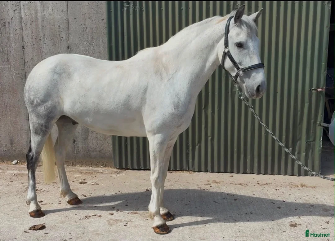 Allround hästar till salu: Quality D pony - Annons 15