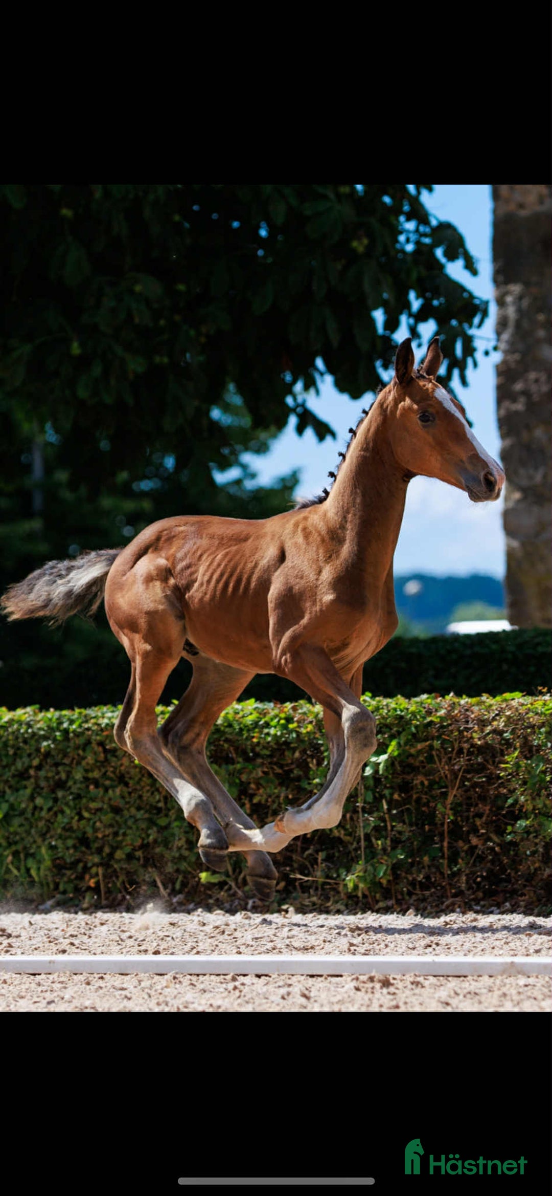 Hoppning hästar till salu: Ett föl för framtiden  i Ambjörnarp - Annons 2