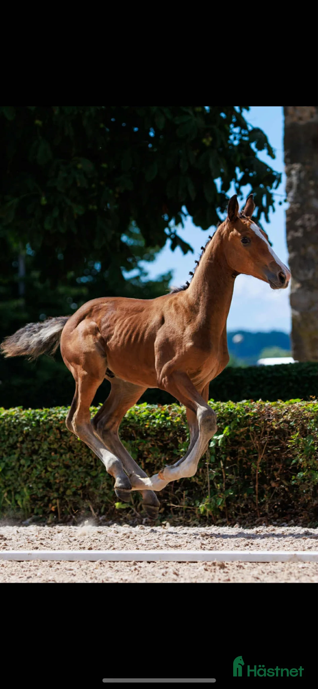 Hoppning hästar till salu: Ett föl för framtiden  i Ambjörnarp - Annons 2