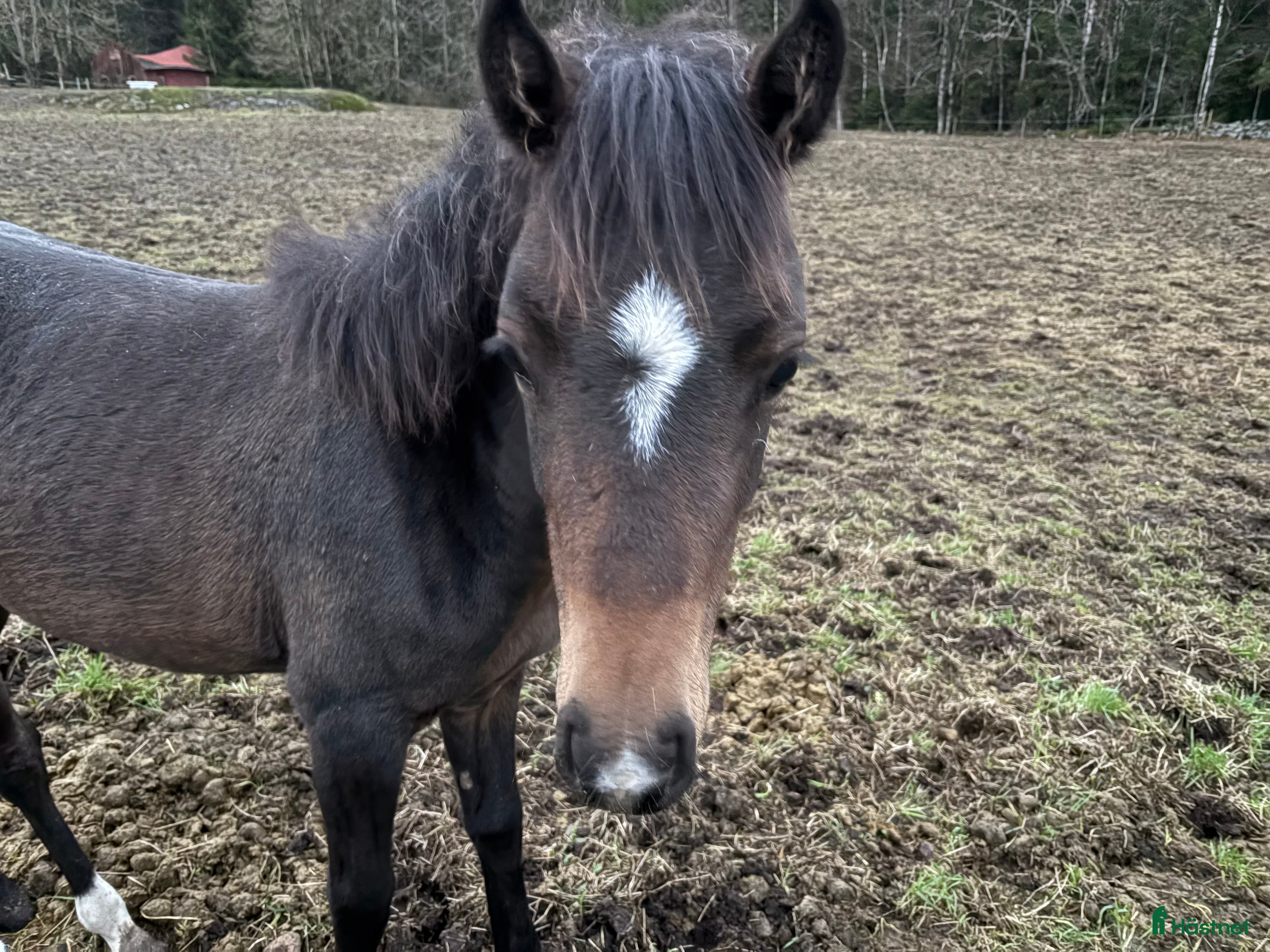  stallplats Lösdrift med full tillsyn  - Annons 1