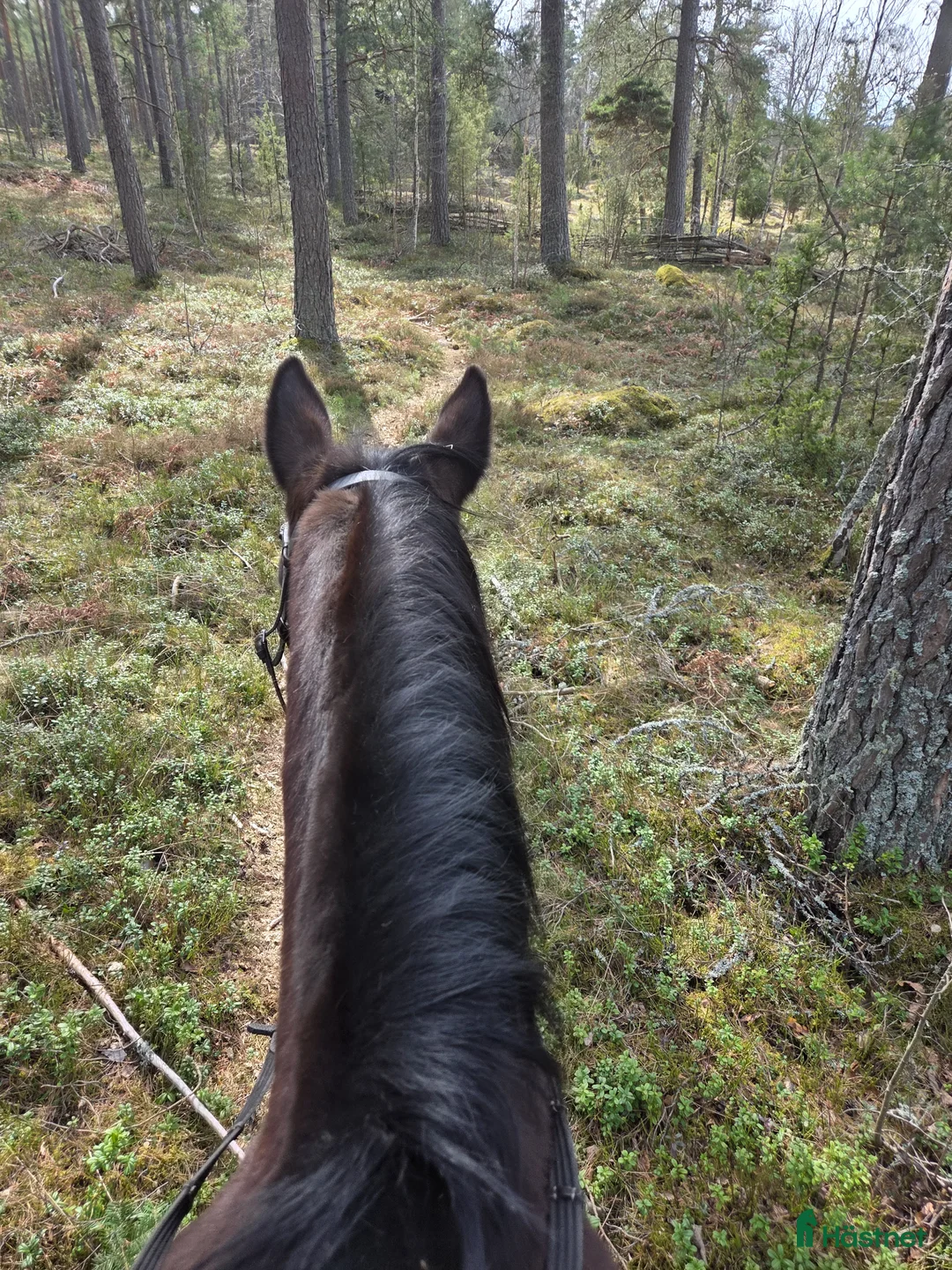  medryttarhäst finnes: Medryttare sökes! i Horn - Annons 2