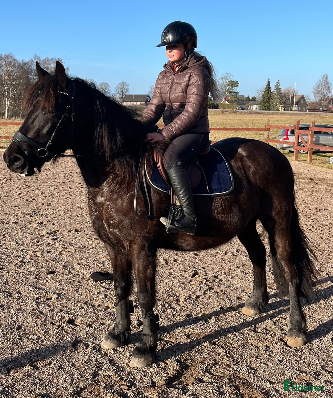 Allround hästar till salu: Valack på 3 år, 140cm - Annons 1