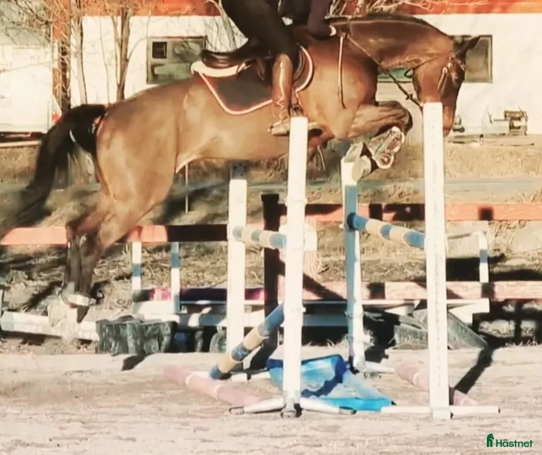 Hoppning hästar till salu: Vackert sto besikt. UA -26.03.26 - Annons 3