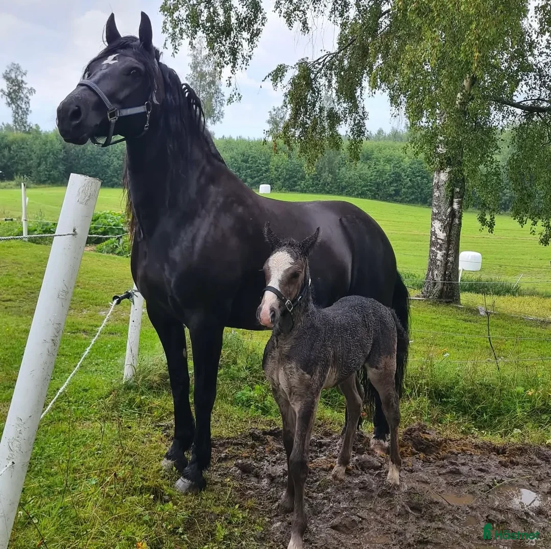 Trav hästar till salu: Ridhäst eller avel? - Annons 2