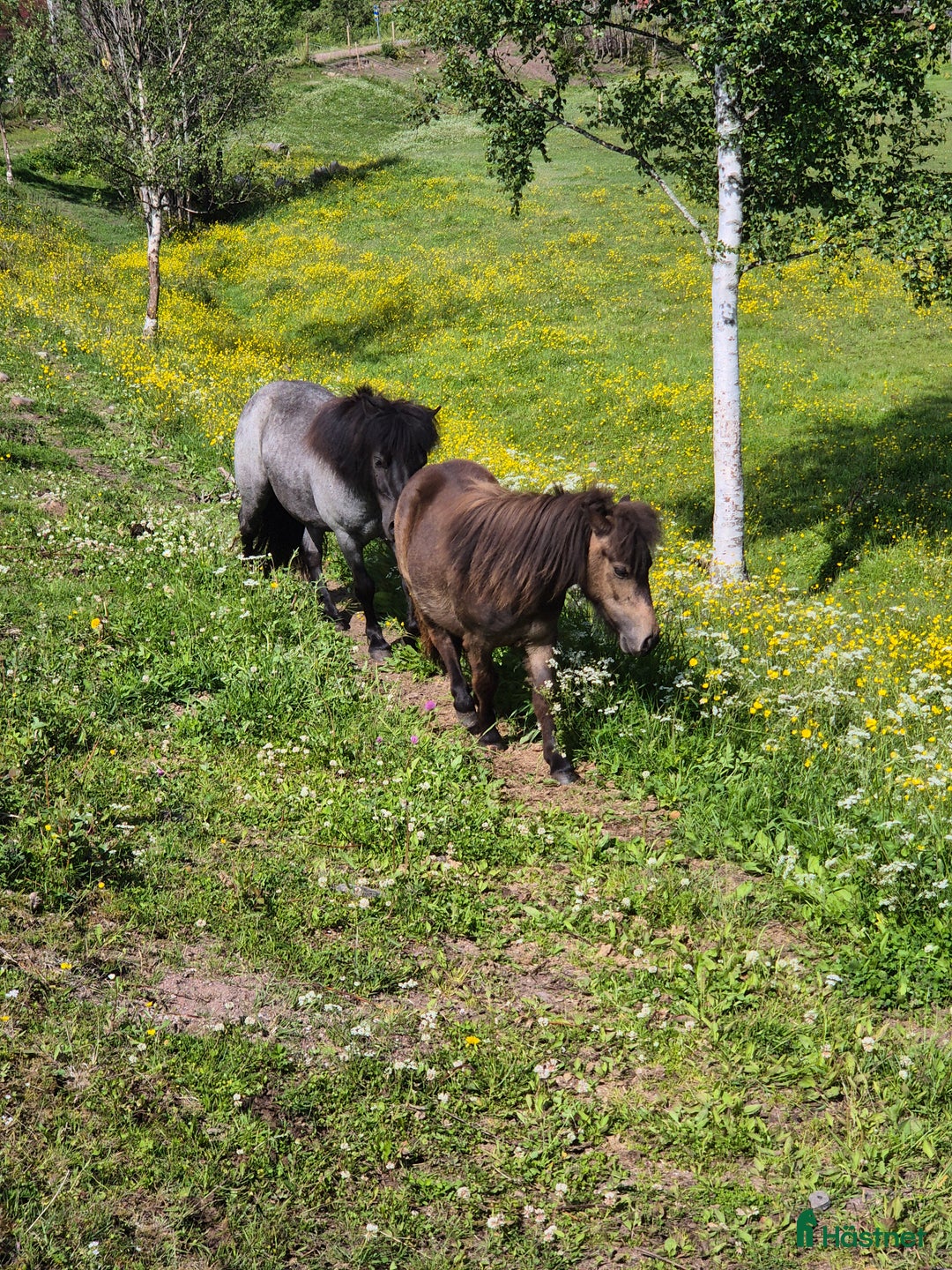 Allround hästar till salu: Gulbrunt sto i Vikarbyn - Bild 7