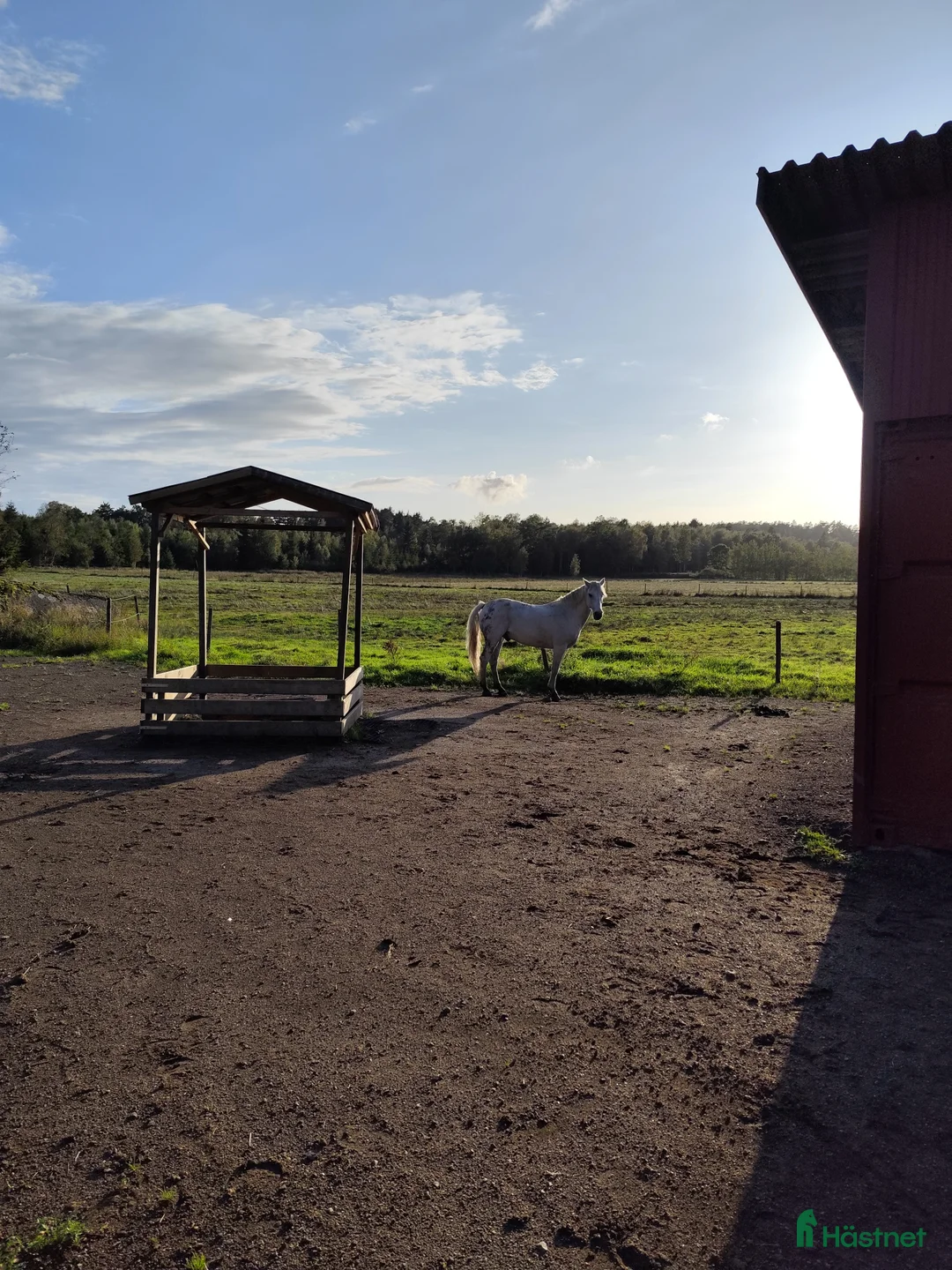 Allround hästar sökes: Mor/dotter-häst sökes  - Annons 2