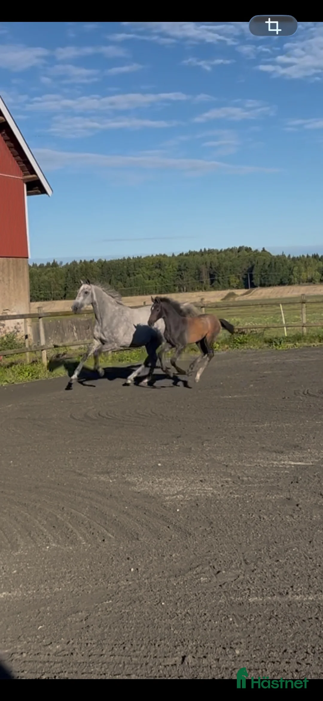 Hoppning hästar till salu: Hingstföl med de lilla extra⭐️ i Sollebrunn - Annons 3