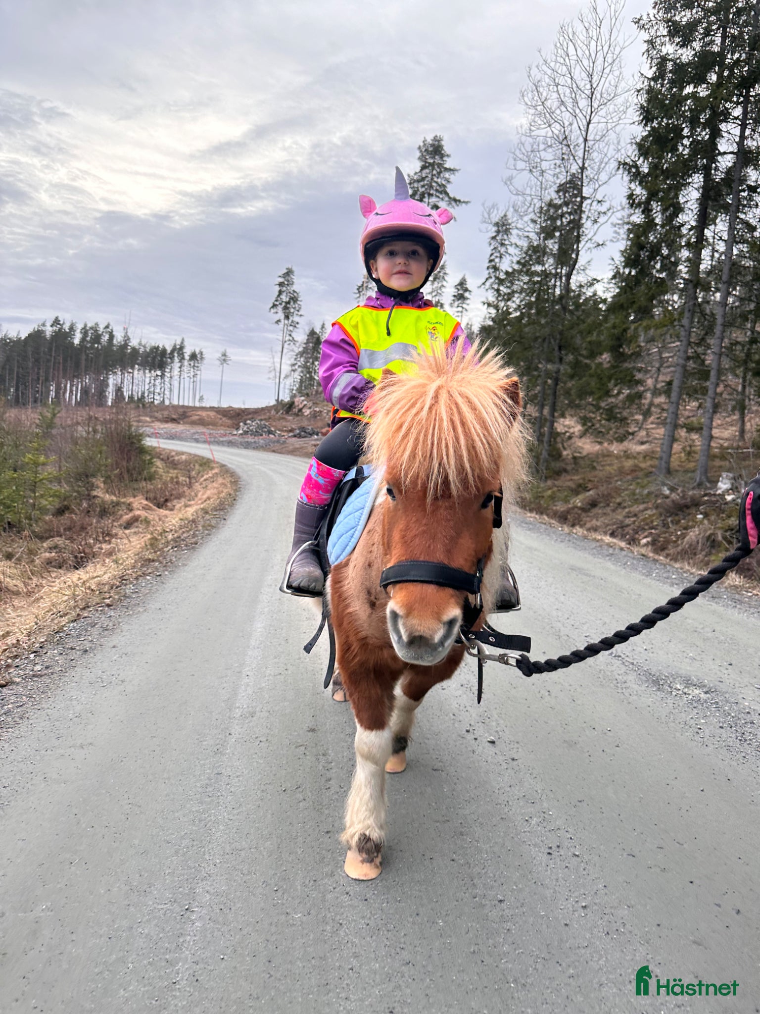  medryttarhäst finnes: Medryttare till minishettis - Annons 10
