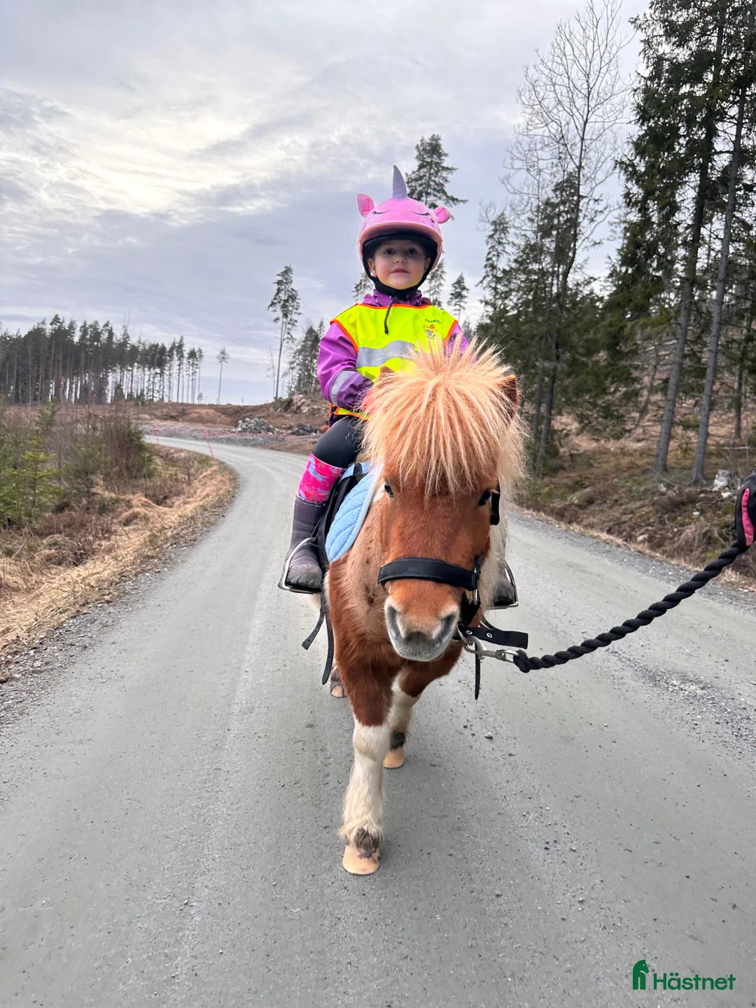  medryttarhäst finnes: Medryttare till minishettis - Annons 1