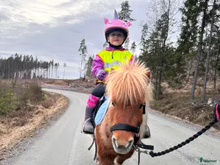 medryttarhäst finnes: Medryttare till minishettis - Annons 10