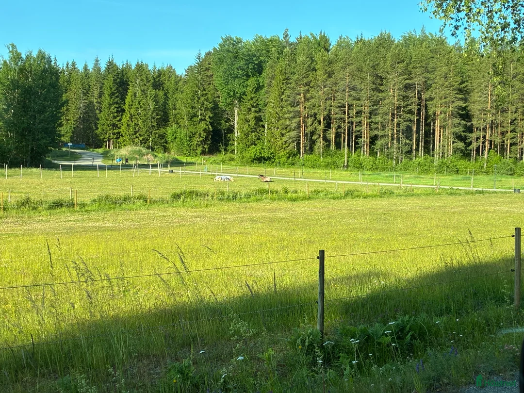  stallplats finnes: Boxplats med lång utevistelse - Annons 5