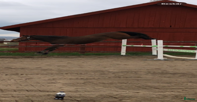  hästar i Edsbruk - Annons 13