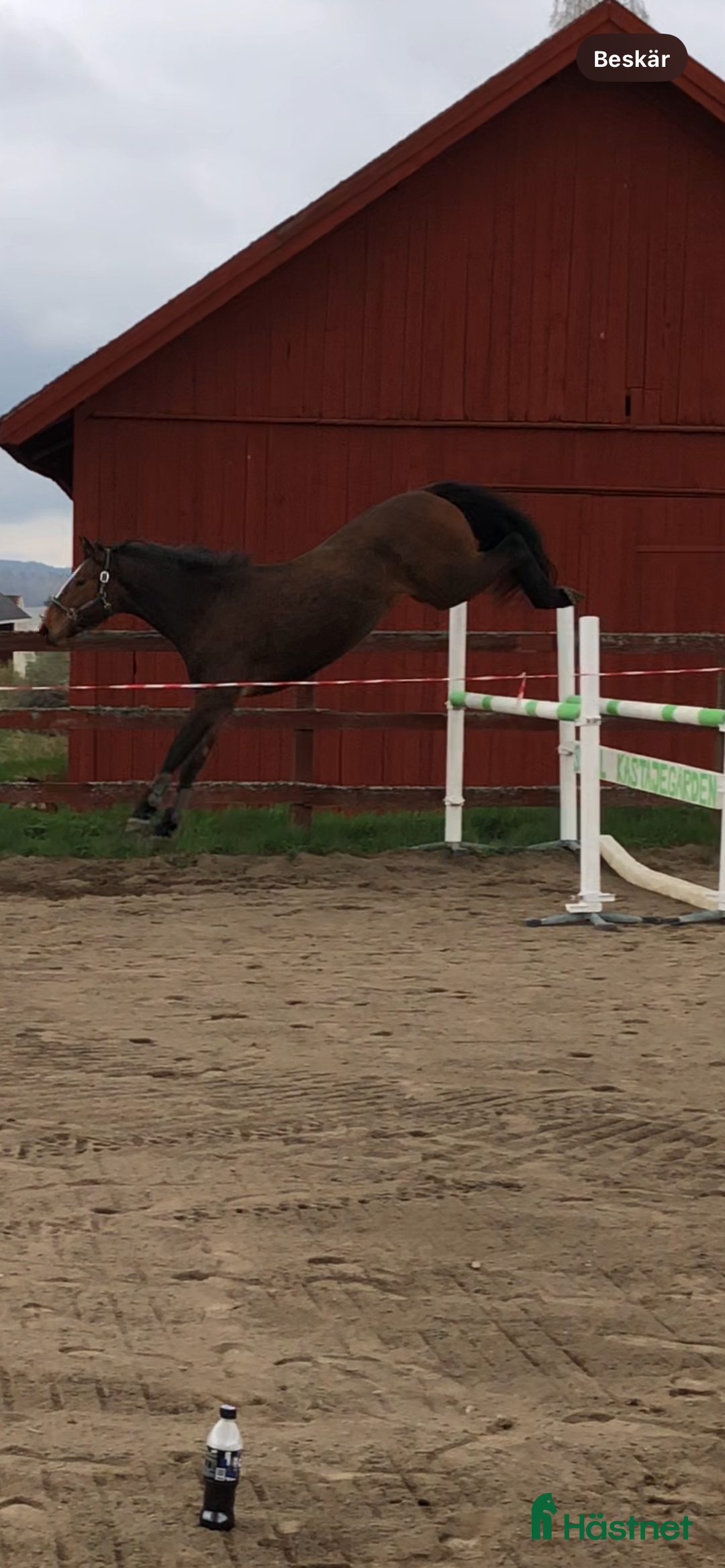 Hoppning hästar till salu: Unghästchampionat nästa år? i Edsbruk - Annons 3