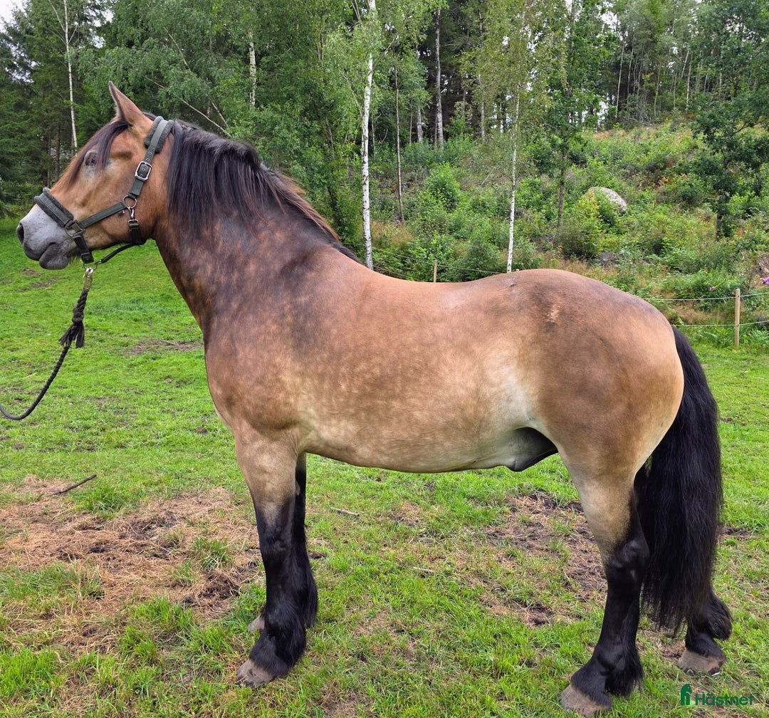 Allround hästar till salu: Lovande rid- och körhäst i Kungsäter - Annons 4