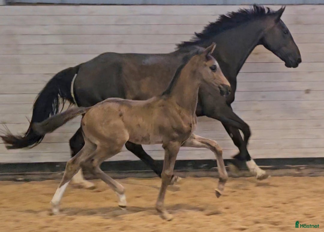 Dressyr hästar till salu: Vacker svart 1 årig hingst med härlig utstrålning  i Hallaröd - Bild 7