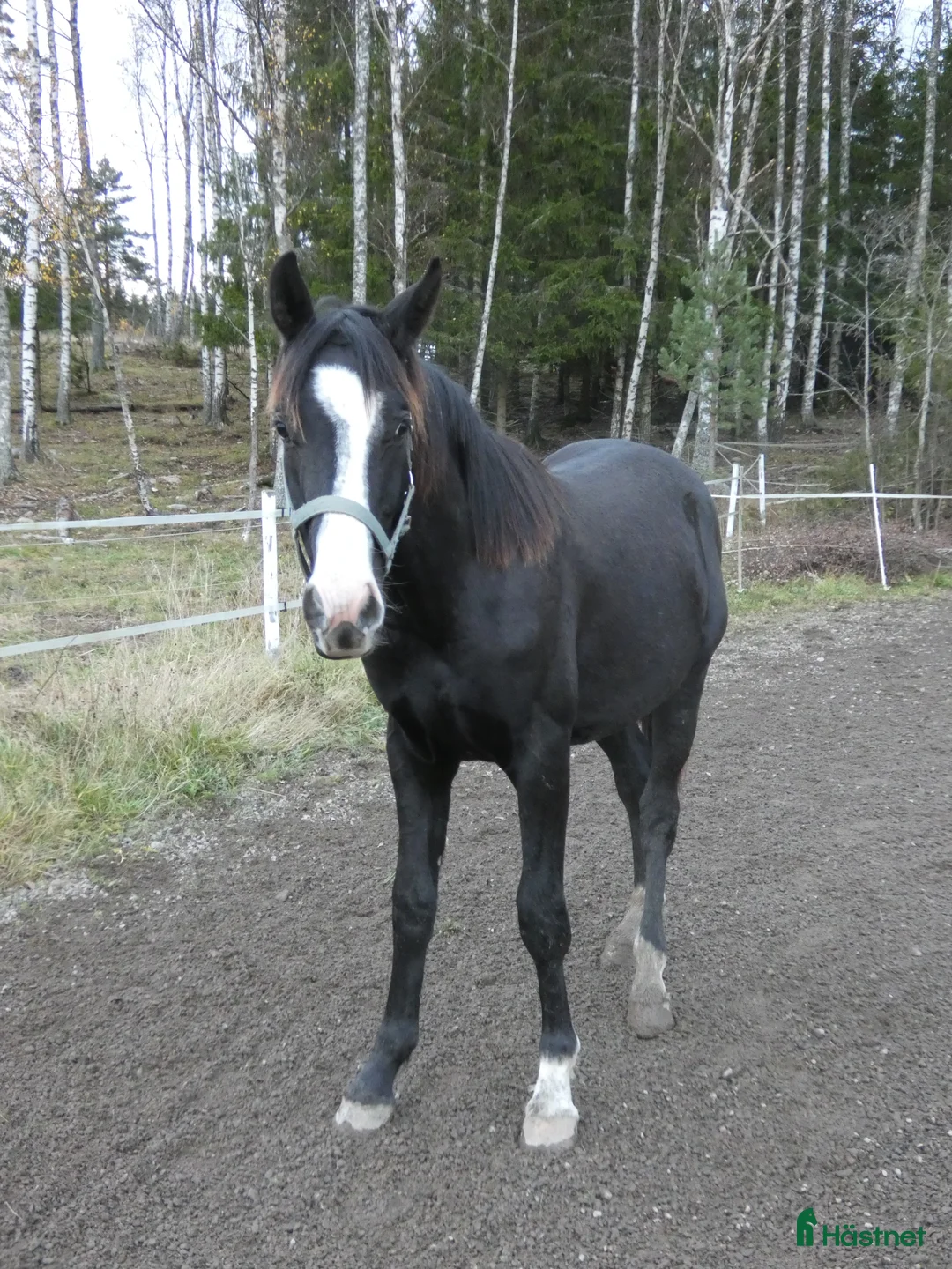 Dressyr hästar till salu: Moderiktig hingst efter Salvatore Ferragamo  - Annons 5