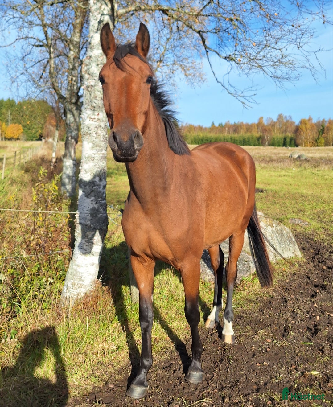 Dressyr hästar till salu: Vackert gångartssto - Annons 4