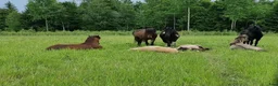  stallplats finnes: Unghingstflock i Almunge, Uppsala - Annons 1