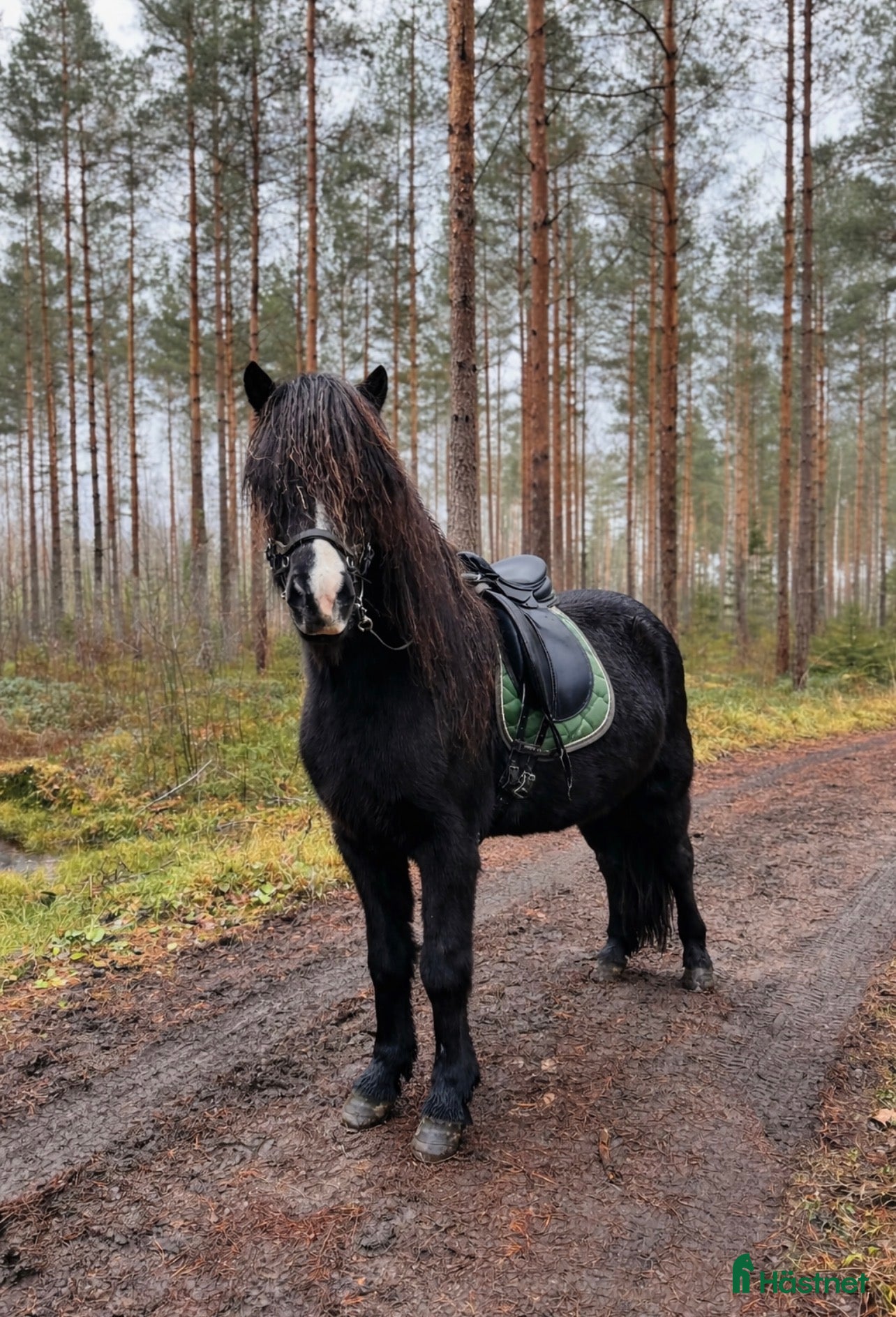  hästar Trevlig och rolig valack  - Annons 5