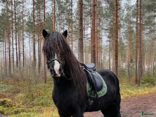 hästar Trevlig och rolig valack - Annons 5